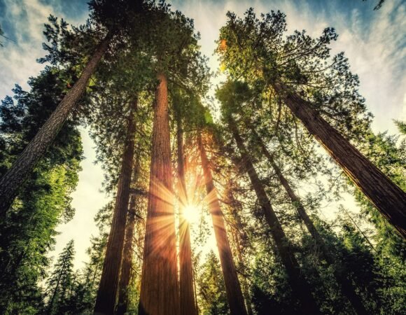 Even the all-powerful Pointing