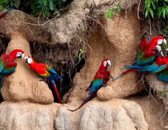 Manu & Tambopata 11D/10N